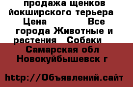 продажа щенков йокширского терьера › Цена ­ 25 000 - Все города Животные и растения » Собаки   . Самарская обл.,Новокуйбышевск г.